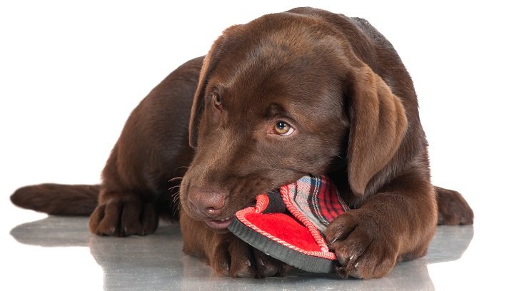 puppy chewing slippers