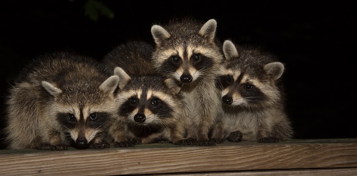 raccoon family at night