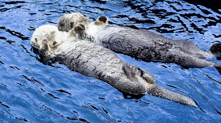 otters holding hands