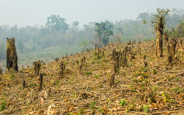 rainforest destruction