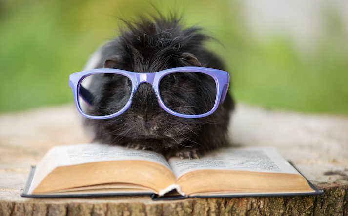 studying guinea pig