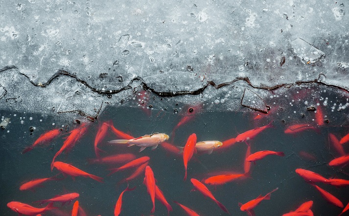 red carp under ice