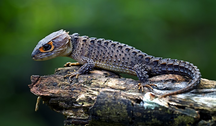 red-eyed crocodile lizard