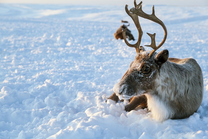 reindeer resting in the snow