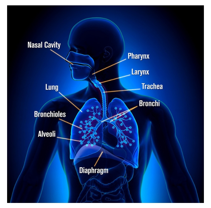 respiratory system vocal cords