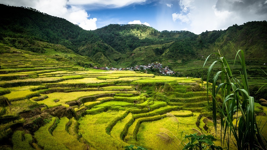 Stunning Green and Yellow Rice Terraces, Landscape in the Ifugao Mountains of the Philippines