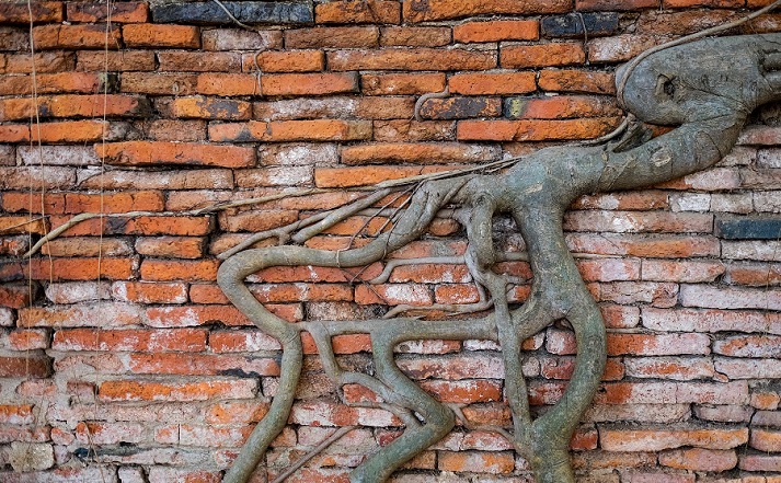 root growing into brick