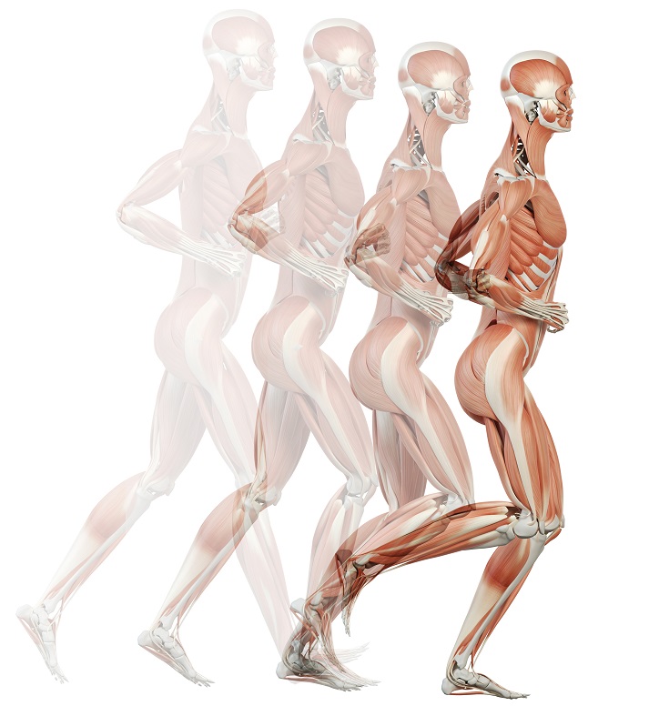 running skeleton with muscles