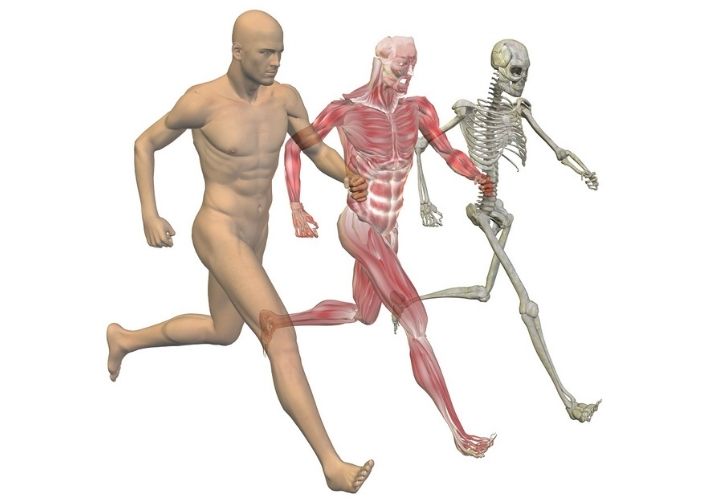 skeletal system support