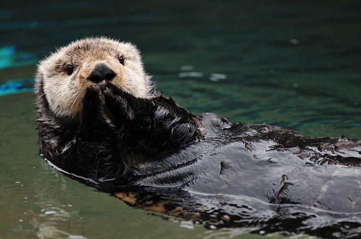 sea otter