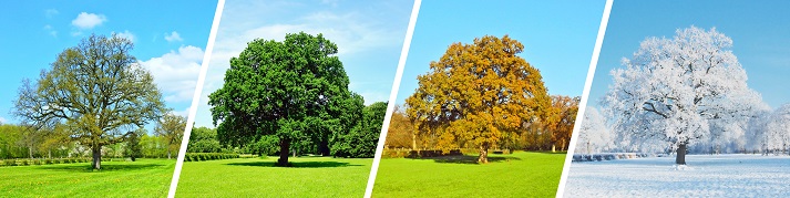 a tree in different seasons