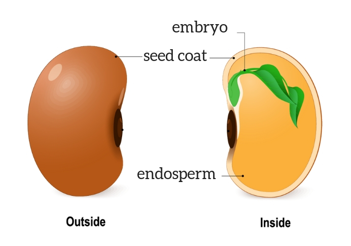 seed anatomy