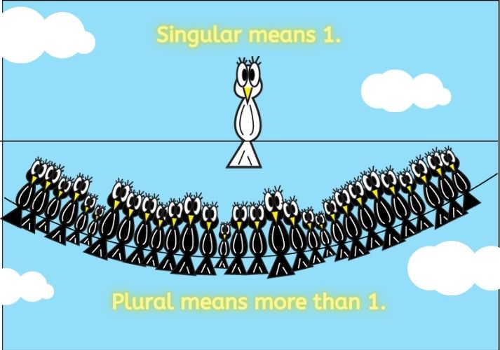 singular and plural birds