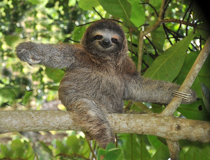 three-toed sloth