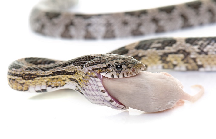 snake eating