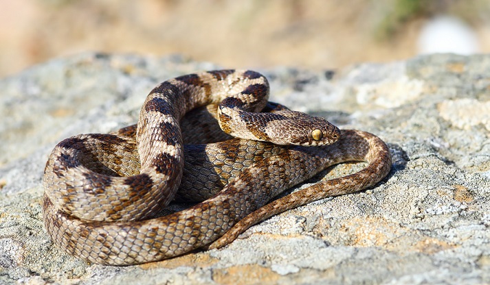 snake basking on a rock
