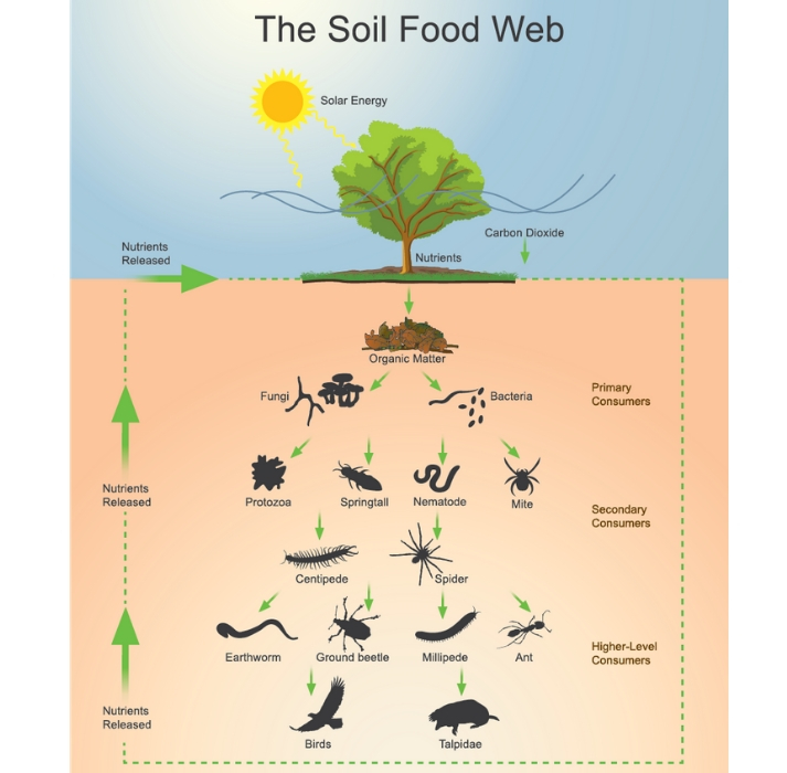 soil food web