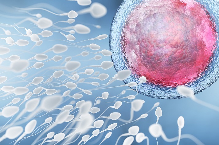 sperm and ovum