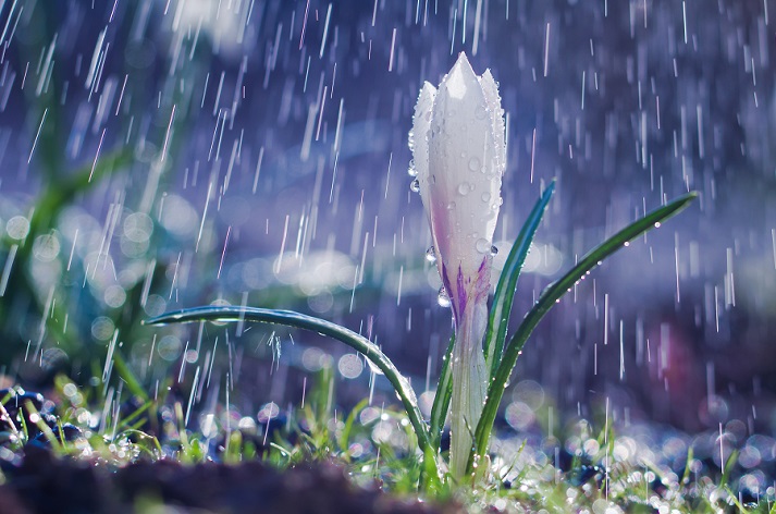 spring flower in rain
