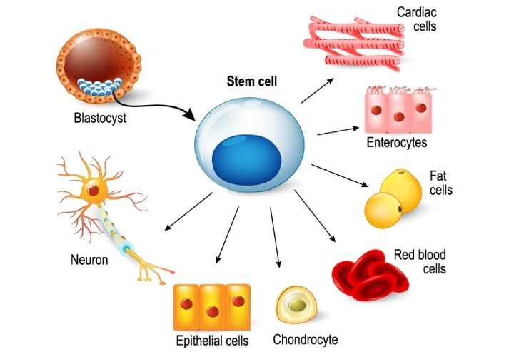 stem cells