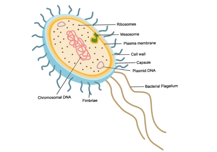 structure of a bacteria cell