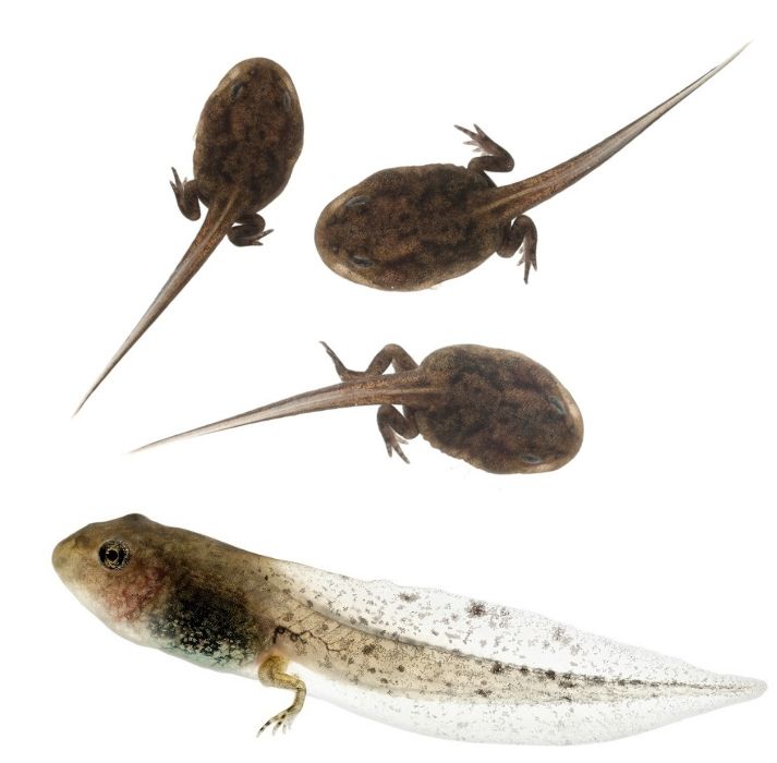 tadpoles with legs