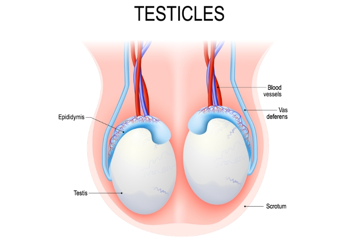 testicles diagram