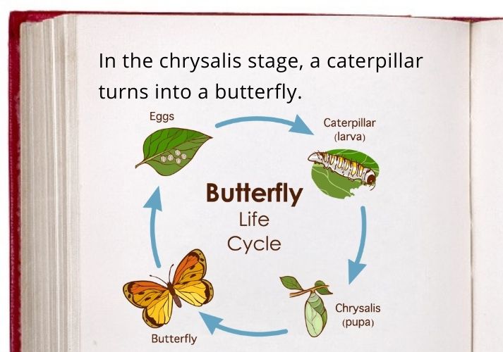 chrysalis stage picture