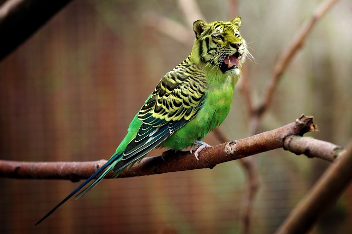 tiger parakeet