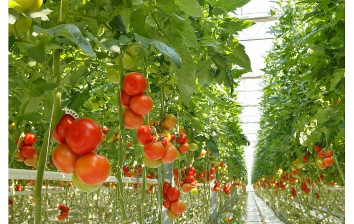 tomato plants