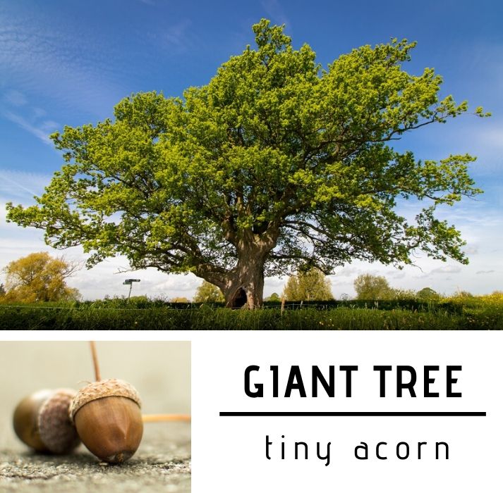 acorn and tree
