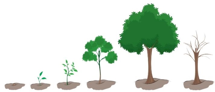 tree life cycle