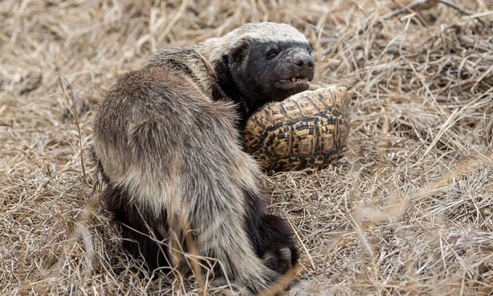 honey badger eating a turtle