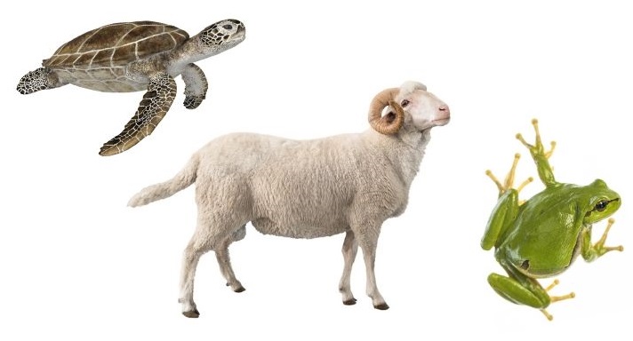 turtle, ram, and frog