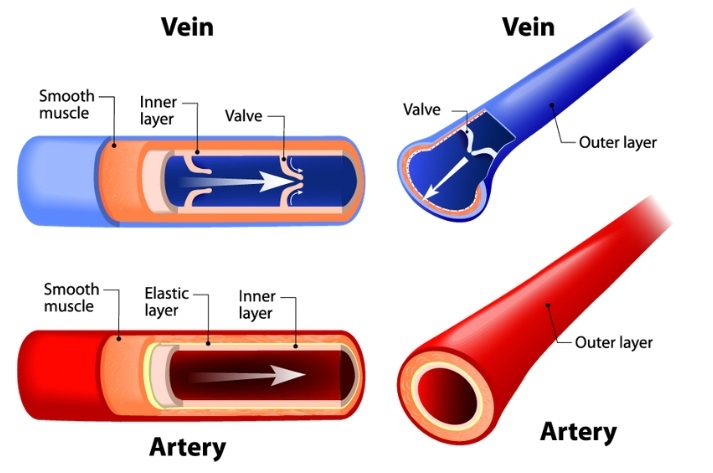 vein and artery