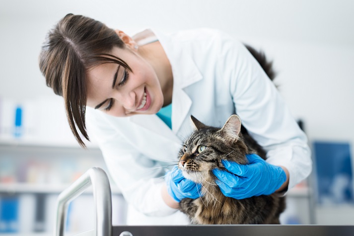 veterinarian with a cat