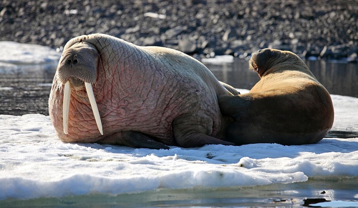 walruses 