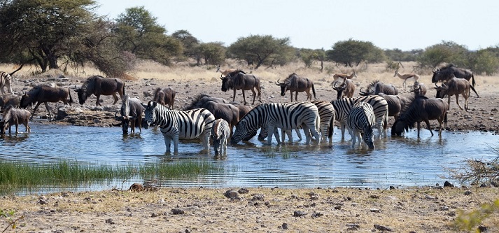 watering hole