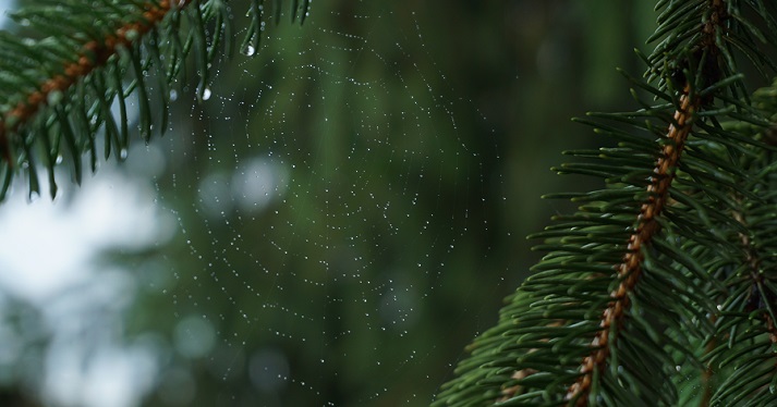 spider web on an evergreen tree