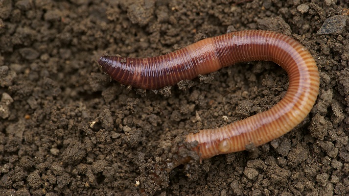 worm in dirt