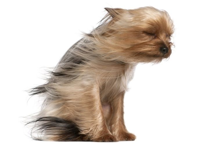Yorkshire Terrier in the wind