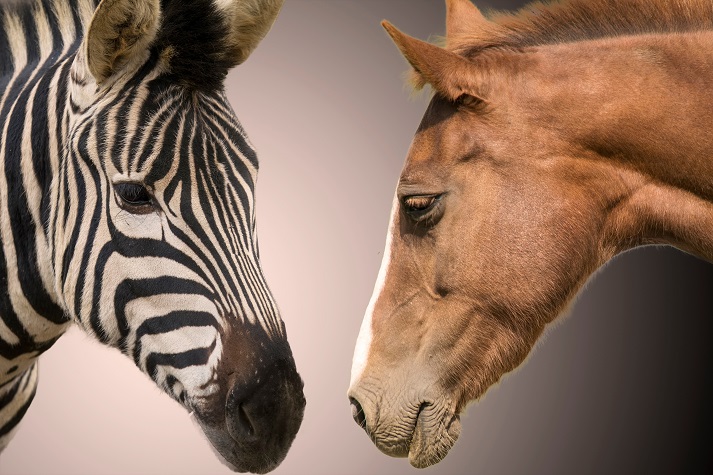zebra and a horse