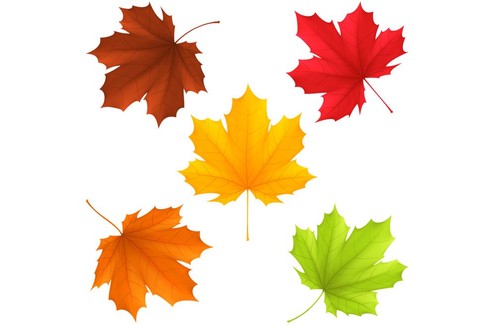 Lesson - Why Do Leaves Change Color? Educational Resources K12 Learning