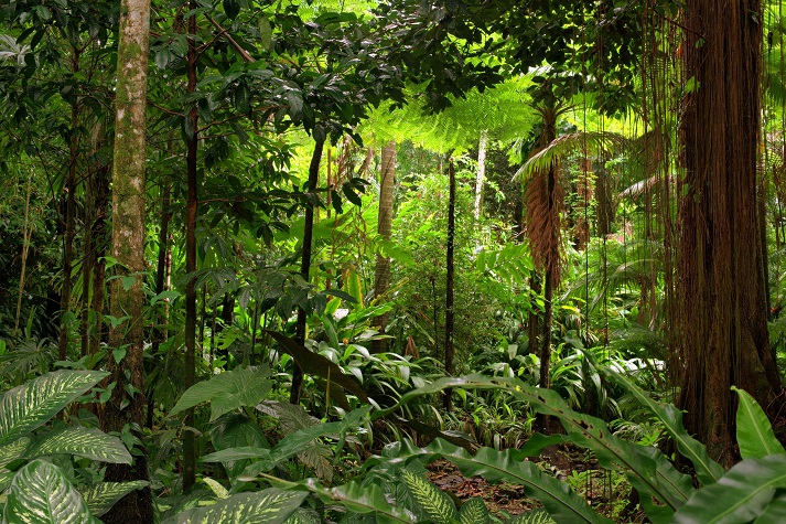 Lesson - Tropical Rainforests: Review Educational Resources K12 Learning