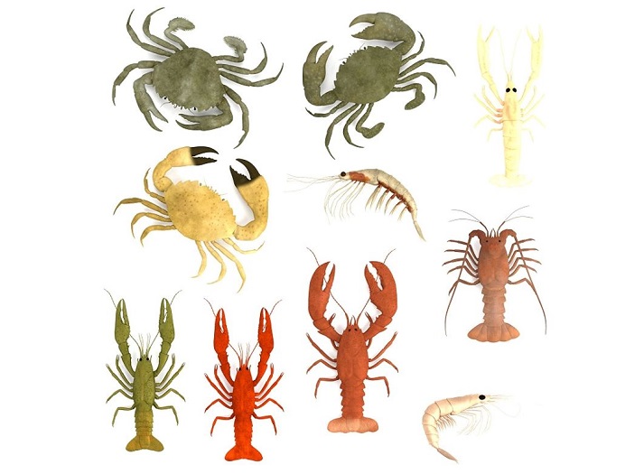 Lesson - Crustaceans Educational Resources K12 Learning