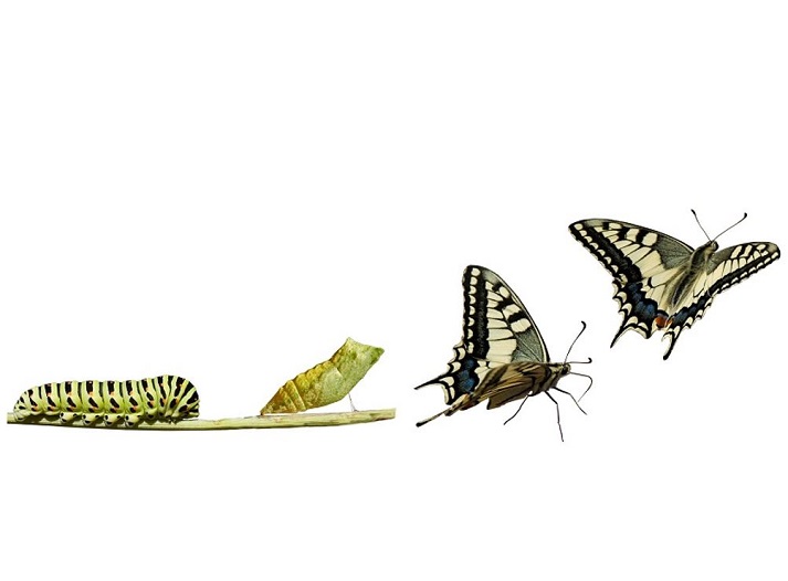 Lesson - Life Cycle of a Butterfly Educational Resources K12 Learning