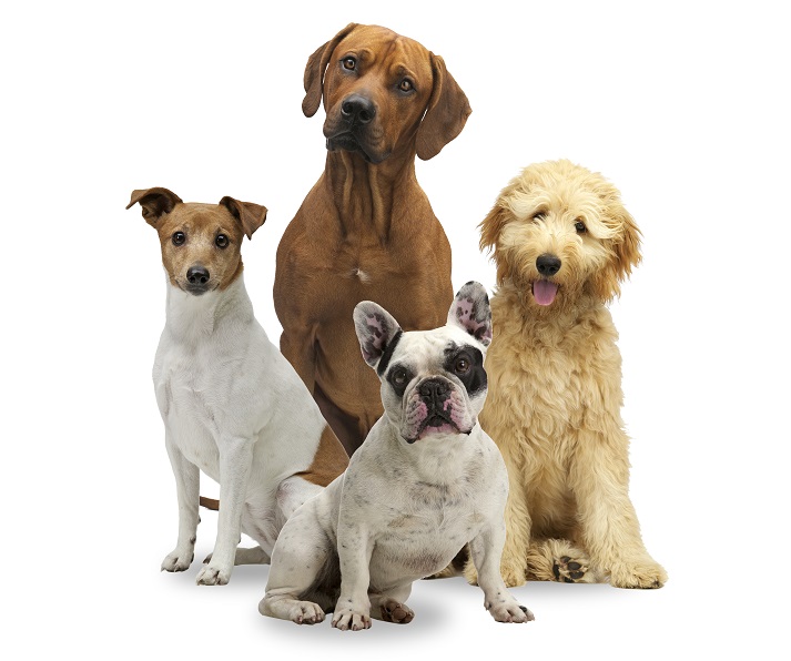 Lesson - All About Dogs! Educational Resources K12 Learning
