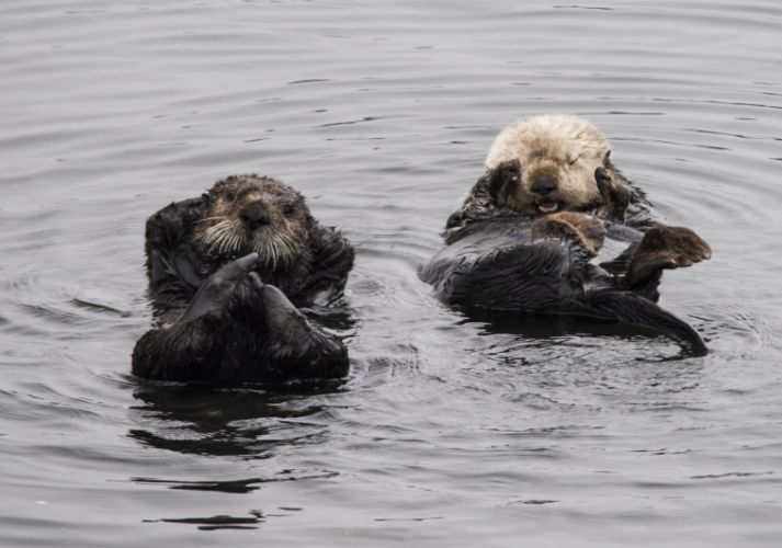 Lesson - Sea Otters Educational Resources K12 Learning