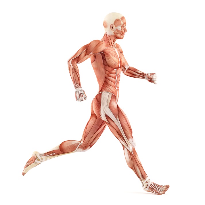 Lesson - The Muscular System Educational Resources K12 Learning