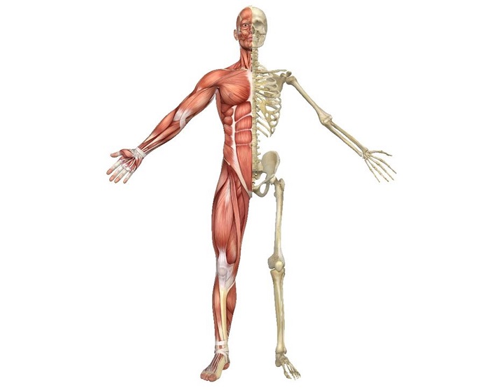 Lesson - Basics of the Skeletal System Educational Resources K12 Learning